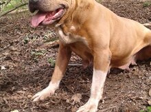 Pitbul