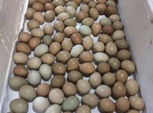 Qırqovul yumurtası