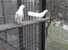 Göyərçin