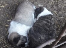Çoban iti balaları