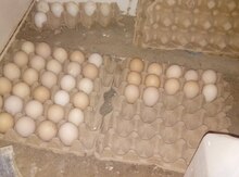 Brama yumurtaları