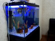 Akvarium