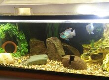 Cüt nannakara və akvarium