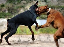 Doberman