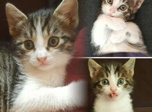 Pişik etibarlı əllərə verilir