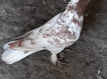 Göyərçin