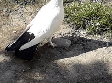 Göyərçinlər