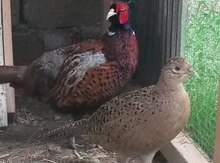 Qafqaz qırqovul yumurtası