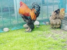 Brama