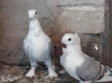 Dekorativ quşlar