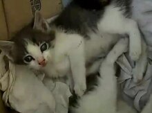 Pişik etibarlı əllərə verilir