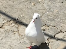 Göyərçin