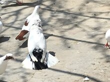Kəkili göyərçin