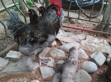 Brama toyuqları