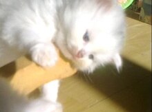 Британская кошка
