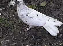Göyərçinlər