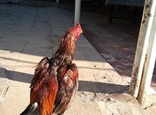 Heyratı xoruzu