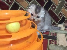 Bислоухий шотландский котенок