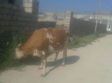 İnək