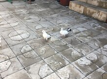 Göyərçinlər