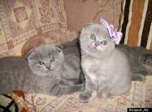 Шотландские вислоухие котята