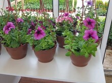 "Petunia" gülü