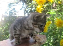 Кошка в добрые руки
