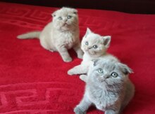 Шотландские вислоухие котята