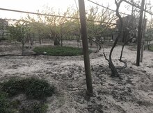 10 sot torpaq sahəsi, Mərdəkan qəs.