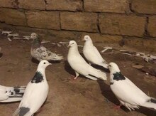 Göyərçinlər