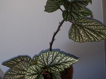 Бегония крапчатая
