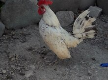 "Yaponka" xoruzu