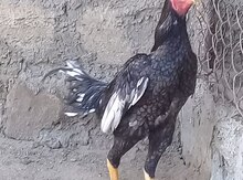 Xoruz