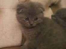 Скоттиш - фолд
