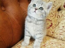 Скоттиш - страйт