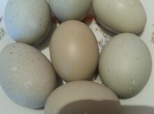Kayuqa yumurtası
