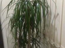 "Dracena" dibçək bitkisi