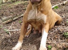Pitbul