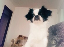 Pekines
