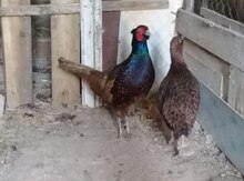 Qırqovullar