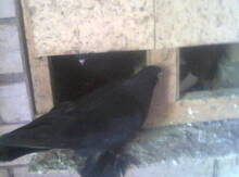 Göyərçin