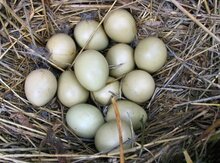 Hind quşu və qırqovul yumurtası