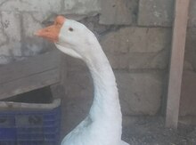 Qaz balası