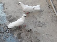 Göyərçin