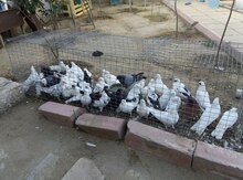 Göyərçinlər