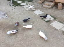 Göyərçin