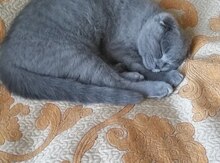 Şotland pişiyi