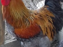 Brama cücələri