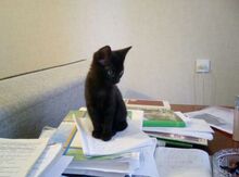 Отдам котенка в добрые руки