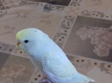 Tutuquşu